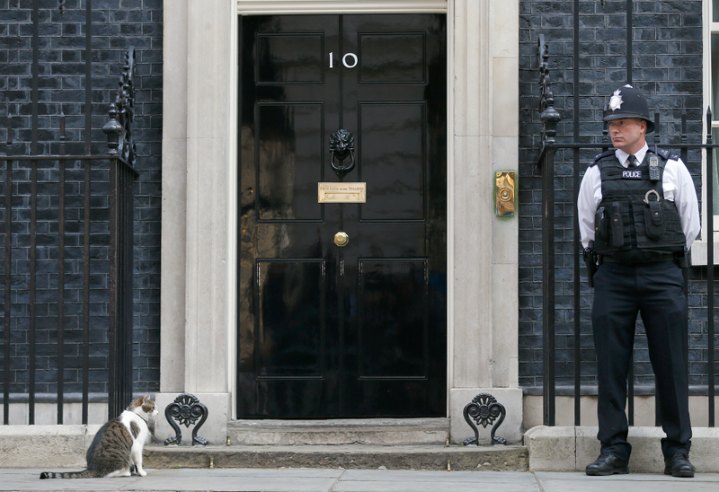 Illustration for article titled A Question About Brexit: Does 10 Downing Street Get to Keep Larry the Cat?Â